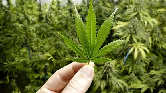 Weed Free